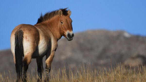 Лошадь Пржевальского в национальном парке в Монголии