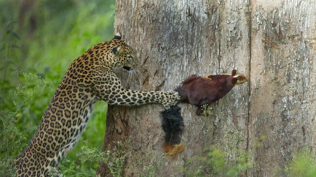 Работа фотографа Priyanka Rahut Mitra Tag, You Are It!, победившая в категории Animal Behaviour в фотоконкурсе Nature inFocus 2021