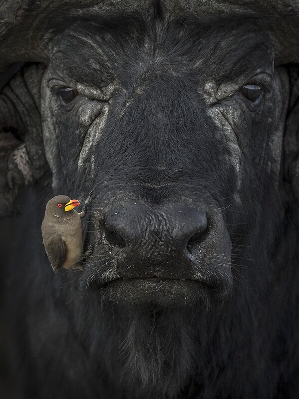 Работа фотографа Lakshitha Karunarathna Pay Through The Nose, финалист в категории Animal Portraits в фотоконкурсе Nature inFocus 2021  