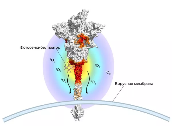 Сайты связывания фталоцианина с S-белком коронавируса SARS-CoV-2