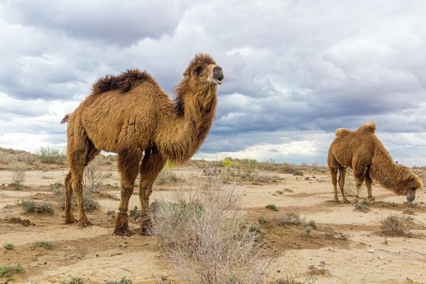 Верблюды в пустыне  Кызылкум