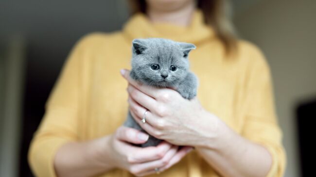 Девушка держит британского вислоухого котёнка