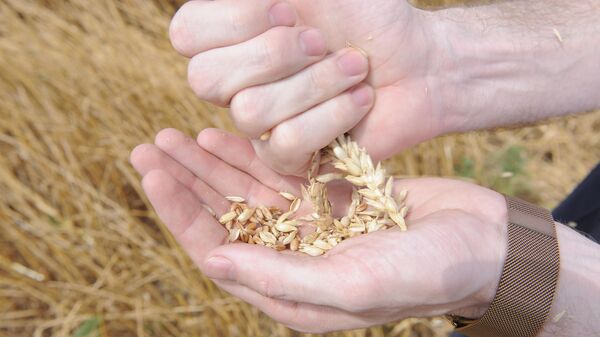 Собранный урожай зерна пшеницы новым агрегатом для уборки урожая методом очеса на корню
