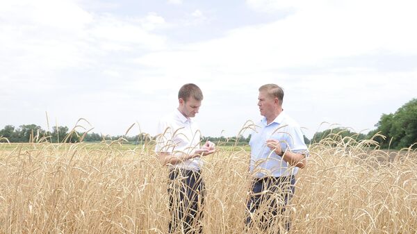 Пшеница на полях Аграрного научного центра Донской, г. Зерноград.