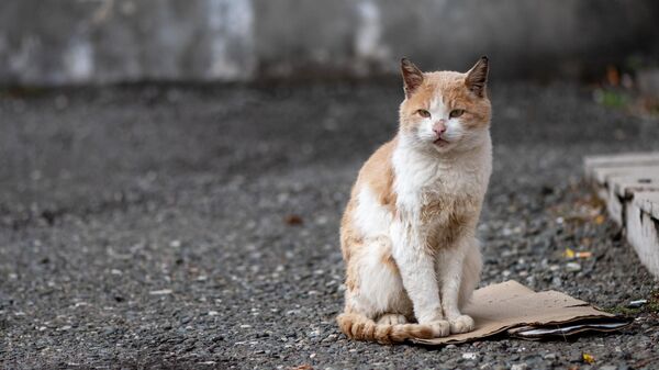 Кошка на одной из улиц города