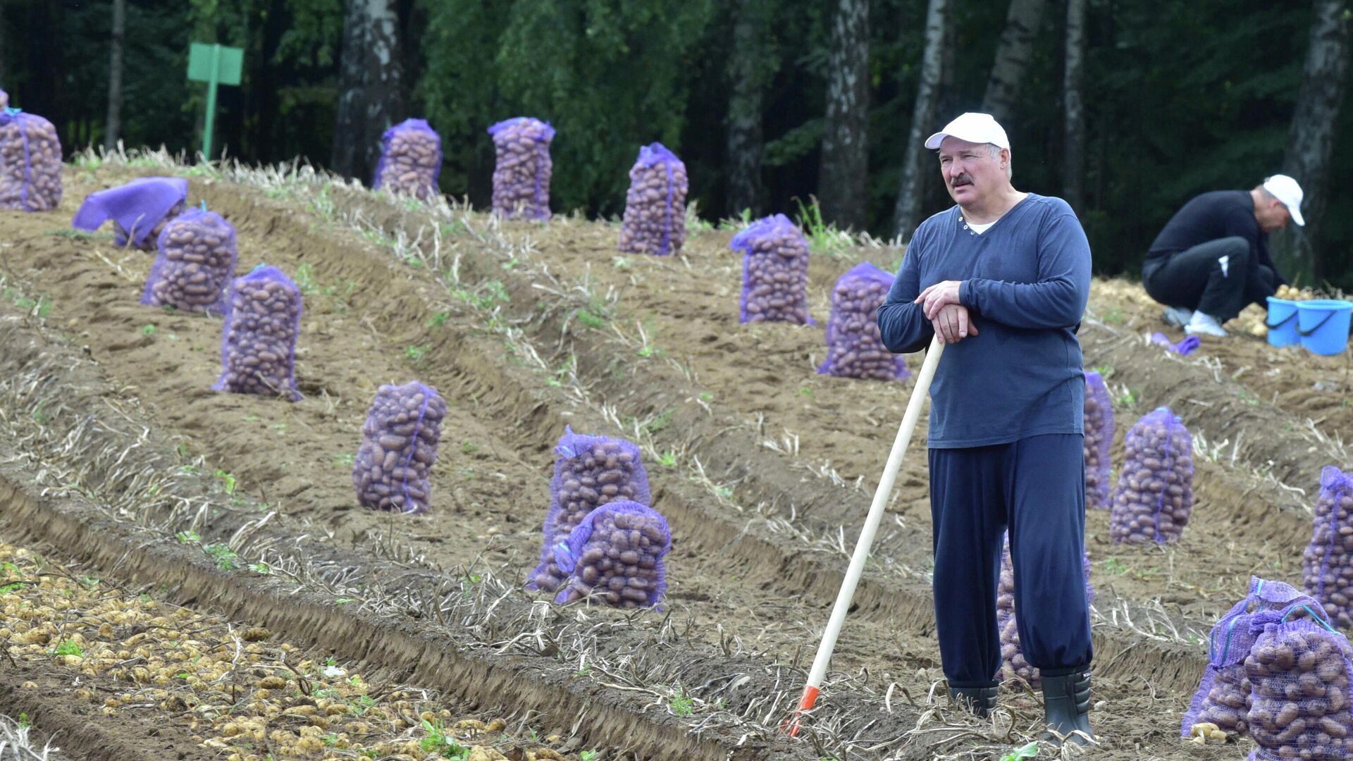 Президент Белоруссии Александр Лукашенко убирает картофель неподалеку от Минска 1