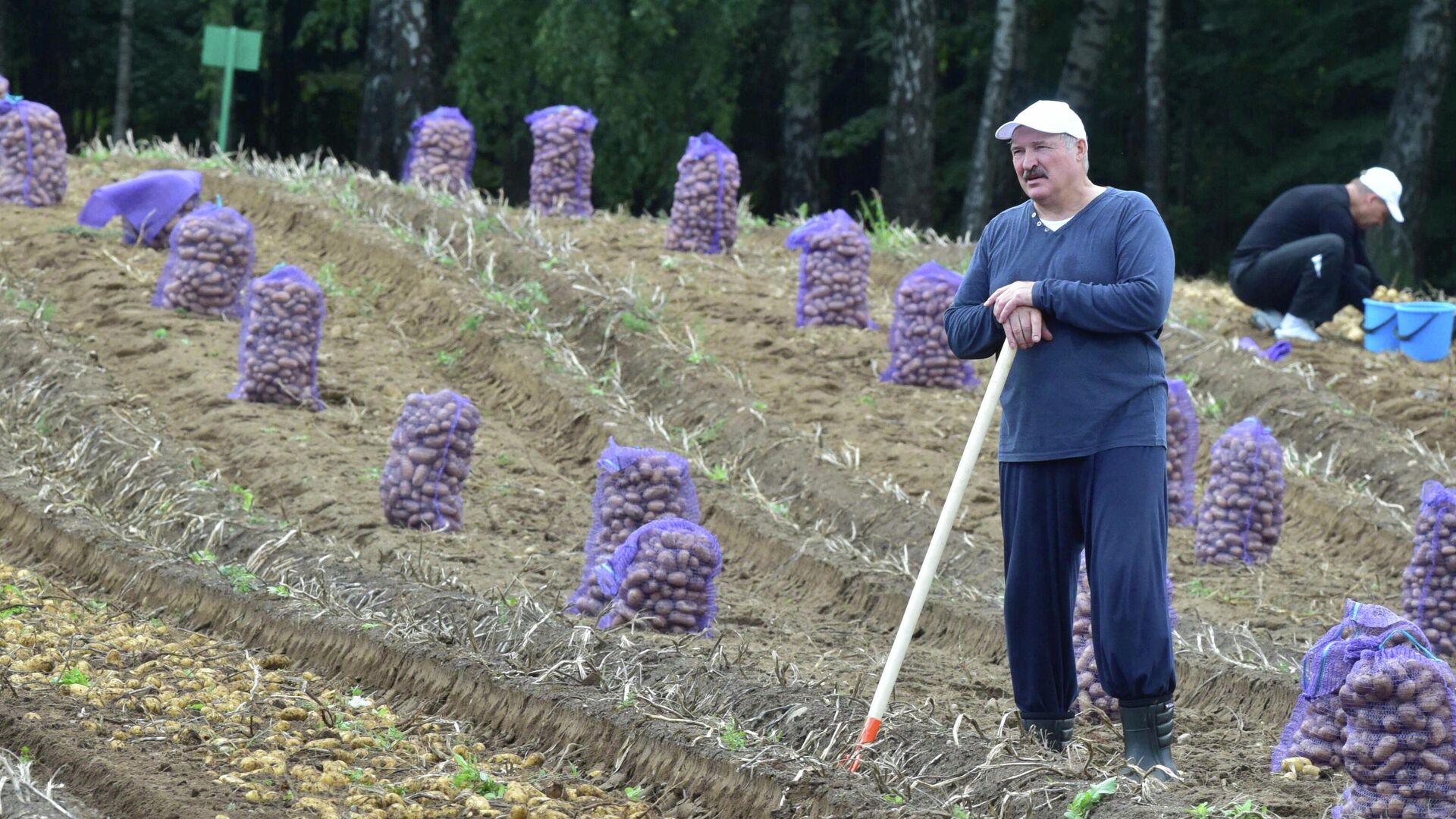 Президент Белоруссии Александр Лукашенко убирает картофель неподалеку от Минска  - РИА Новости, 1920, 29.11.2021