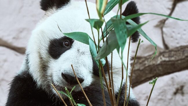 В Московский зоопарк к пандам приехал китайский ветеринар