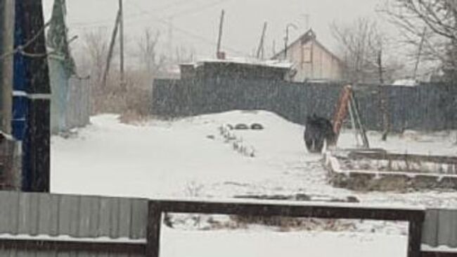 Медведь на улице в городе Артем. Кадр видео очевидца