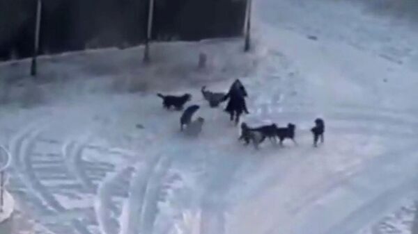 Кадры нападения стаи собак на женщину в Якутске