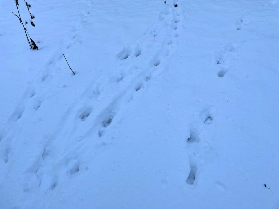 След лис на снегу в парке в Хвалынске