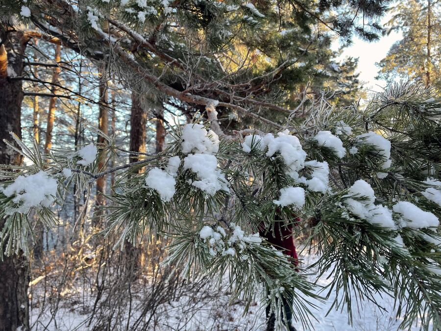 Снег на деревьях в ноябре в национальном парке Хвалынский