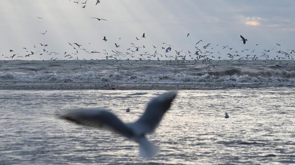 Чайки над Черным морем во время шторма