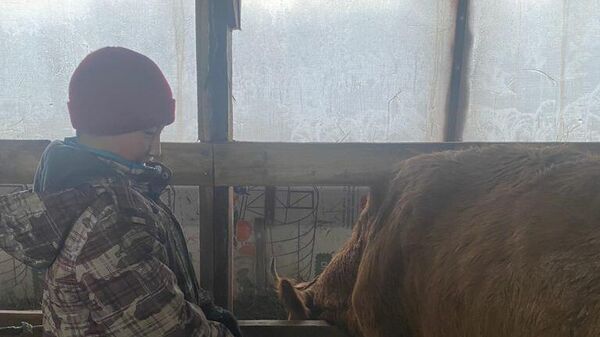 Мальчику из Якутии передали корову, которую он попросил у Путина