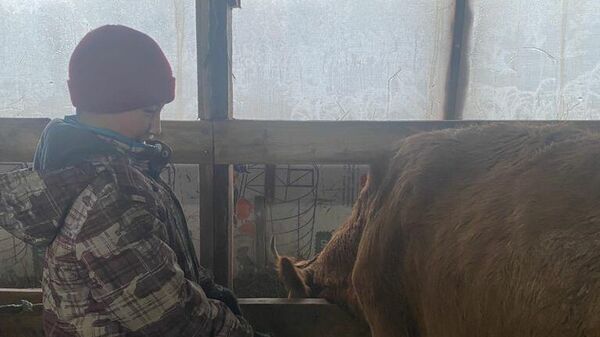 Мальчику из Якутии передали корову, которую он попросил у Путина