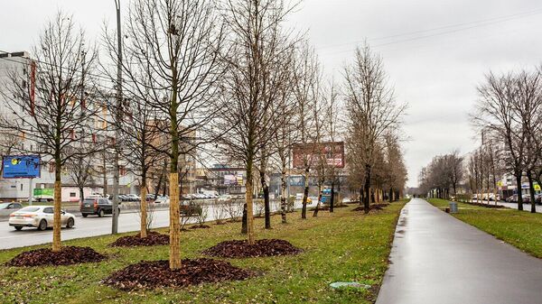Завершена высадка деревьев и кустарников вдоль восьми крупных магистралей и улиц Москвы