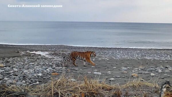 Тигрица заняла туристическую тропу на побережье в Сихотэ-Алинском заповеднике