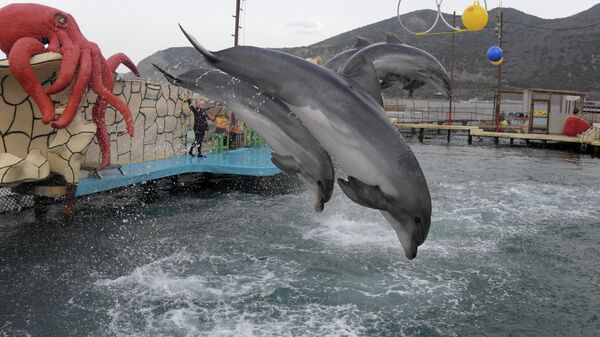 Представление в Анапском дельфинарии в поселке Большой Утриш