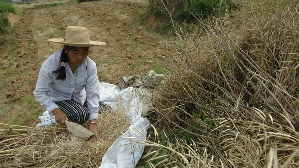 Фермер собирает зерно в Китае 