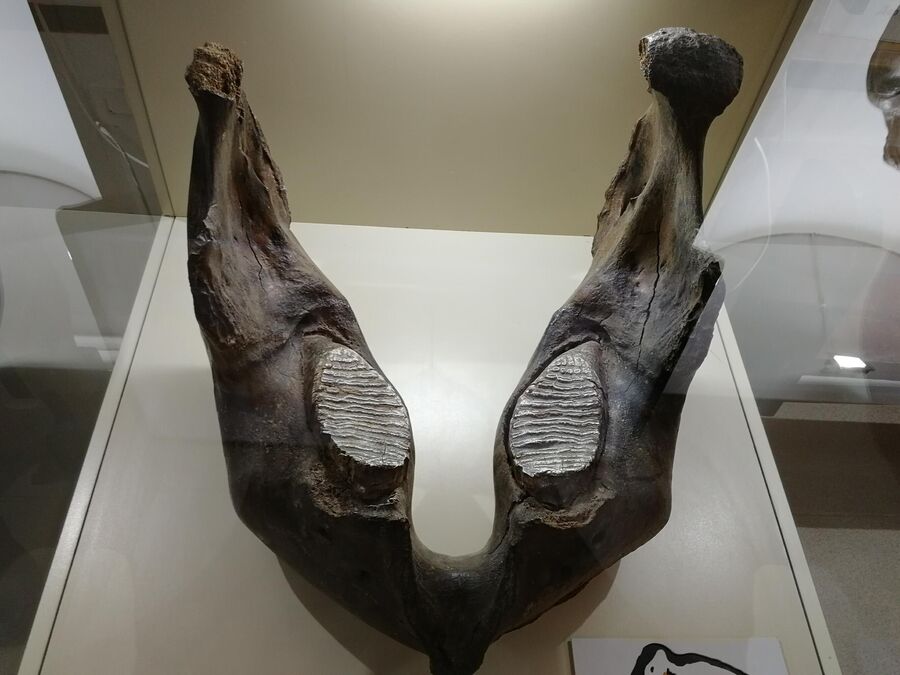 Курск. Нижняя челюсть мамонта среди экспонатов Музея археологии