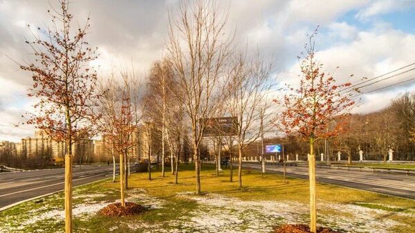 Более 1,7 тыс деревьев высадили осенью на Ломоносовском и Мичуринском проспектах в Москве