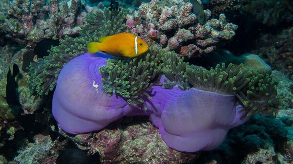 Подводный мир, Мальдивы 