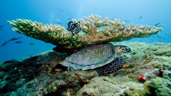 Подводный мир, Мальдивы