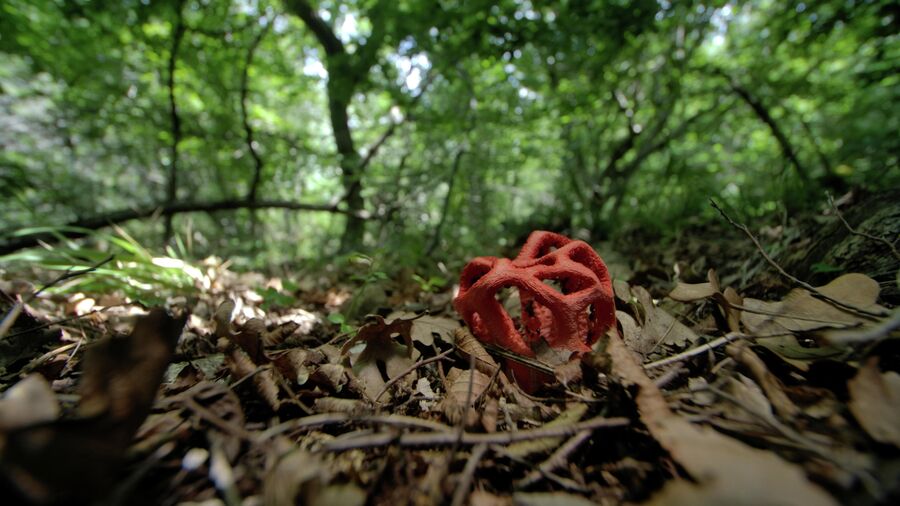 Краснокнижный гриб решеточник в Утрише