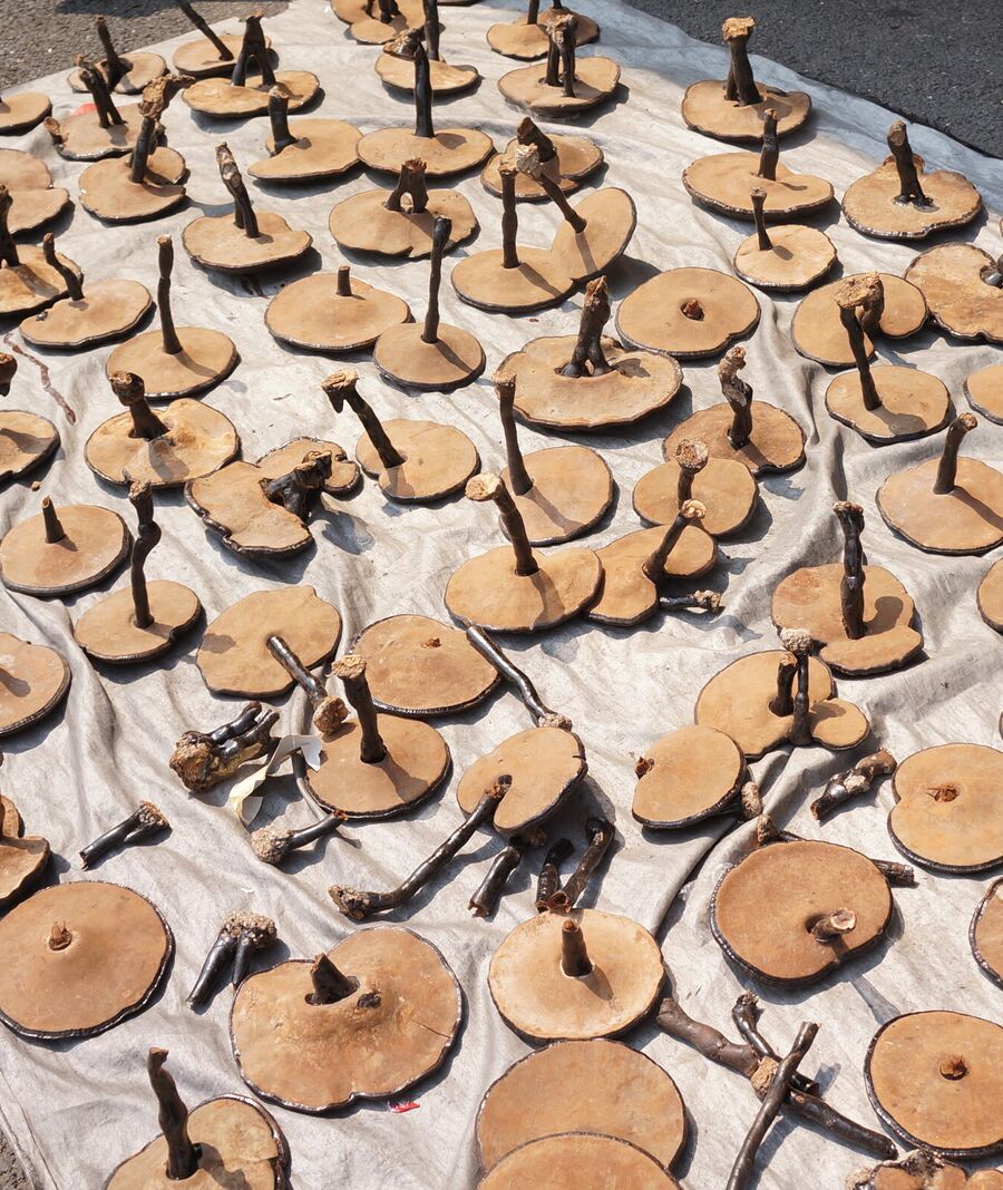 Китайцы в горах Хуаншань сушат лекарственные грибы рейши