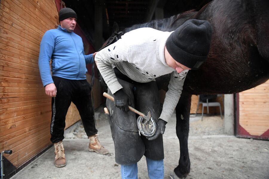 Кузнец подковывает лошадь на ферме в Семигорье 