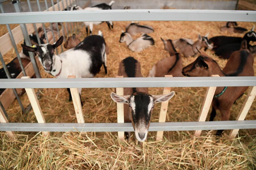 Нубийские козы на ферме Александра Кретова 