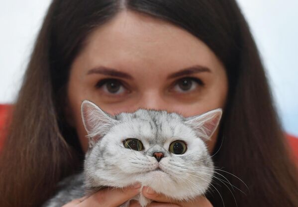 Кошка британской породы на Международной выставке кошек в Минске