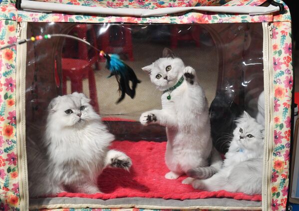 Котята шотландской породы на Международной выставке кошек в Минске