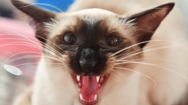 Кошка сиамской породы на Международной выставке кошек в Минске