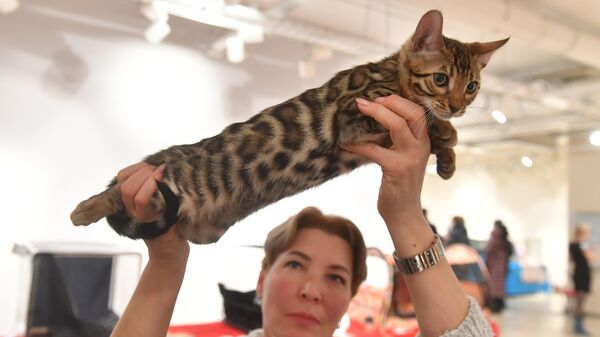 Женщина демонстрирует кошку бенгальской породы на Международной выставке кошек в Минске