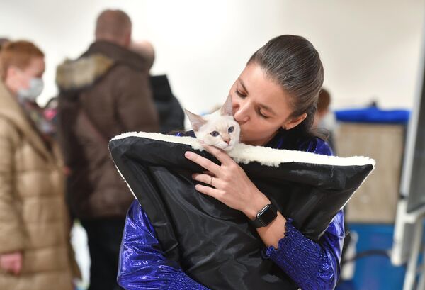 Девушка целует кошку британской породы на Международной выставке кошек в Минске