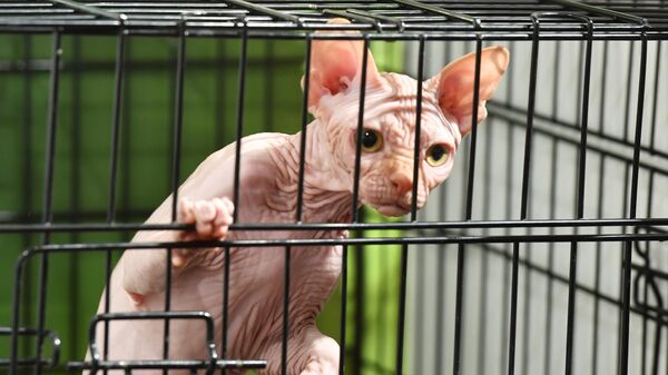 Кошка породы сфинкс в клетке на Международной выставке кошек в Минске