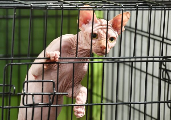 Кошка породы сфинкс в клетке на Международной выставке кошек в Минске