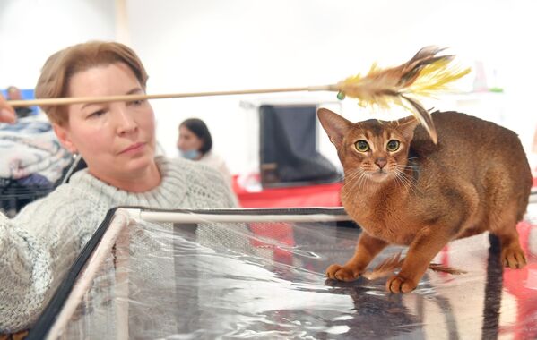 Женщина играет с кошкой абиссинской породы на Международной выставке кошек в Минске