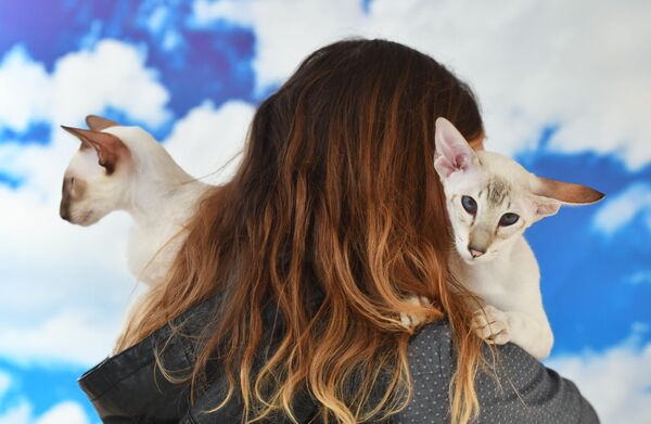 Кошки сиамской породы на Международной выставке кошек в Минске