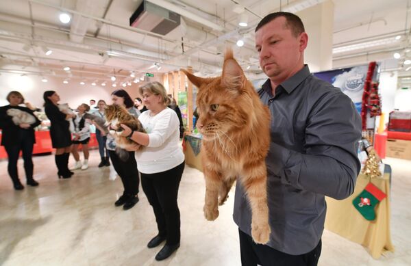 Участники Международной выставки кошек в Минске во время церемонии награждения победителей. Справа: мужчина держит на руках кошку породы мейн-кун