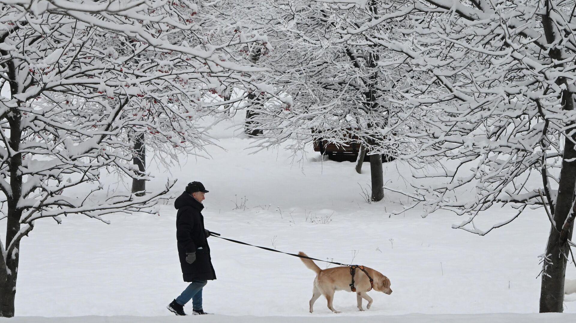 Мужчина гуляет со своей собакой в сквере на Ленинском проспект в Москве - РИА Новости, 1920, 10.01.2022
