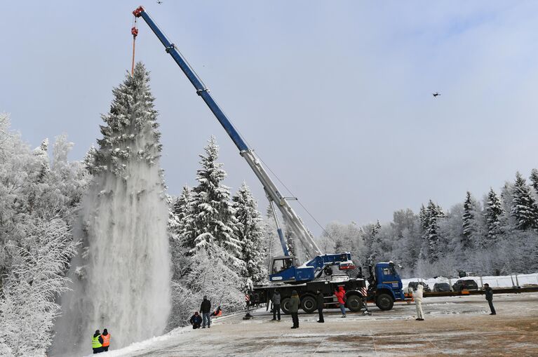 Специалисты поднимают автокраном главную новогоднюю елку страны, срубленную в деревне Новопареево 