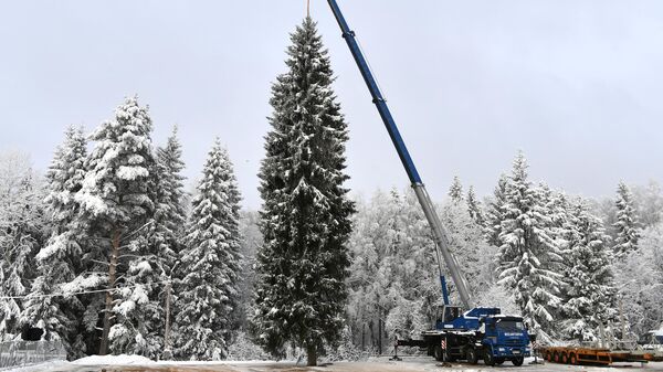Специалисты перемещают главную новогоднюю елку страны, срубленную в деревне Новопареево городского округа Щелково, в специальный автопоезд для отправки на Соборную площадь Кремля