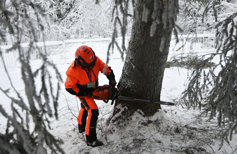 Лесоруб спиливает елку в деревне Новопареево городского округа Щелково