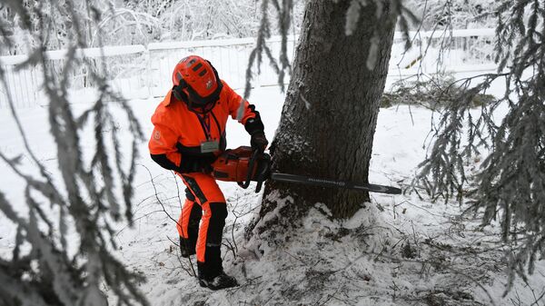 Лесоруб спиливает елку в деревне Новопареево городского округа Щелково