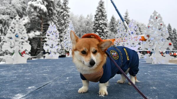 Собака породы вельш-корги в деревне Новопареево городского округа Щелково, где будет срублена главная новогодняя елка страны