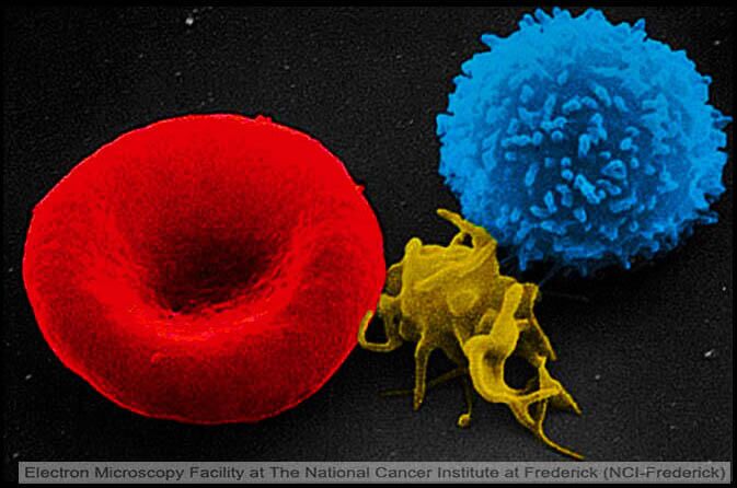 Три вида клеток крови - эритроциты, тромбоциты и лейкоциты под растровым электронным микроскопом - РИА Новости, 1920, 02.02.2023