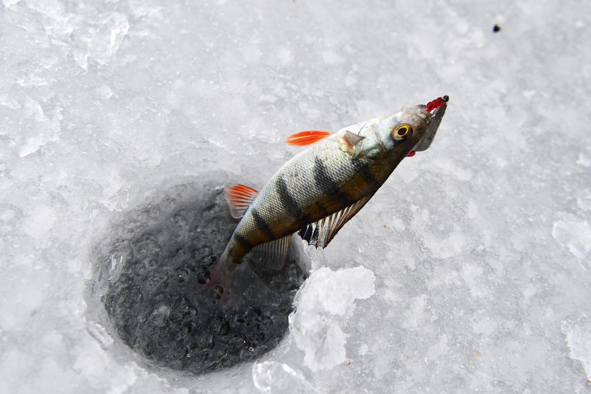 Зимняя рыбалка: ловля рыбы на что можно 