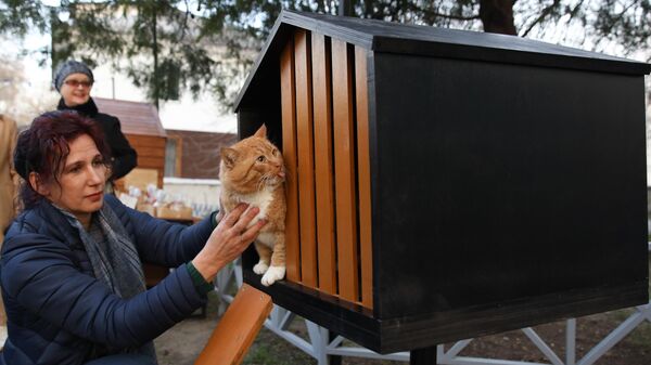 Кот в домике для бездомных котов, установленном в Анапе